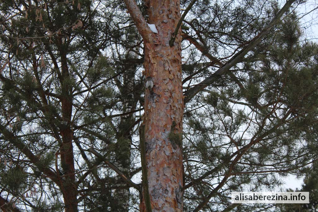 Фото нашего воробьиного сычика на сосне 11.02.2022 Photo of Our Eurasian Pygmy Owl on a Pine Tree