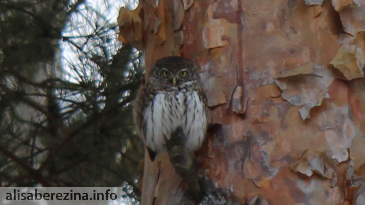 Наш воробьиный сычик крупный план 11.02.2022 Our Eurasian Pygmy Owl close-up