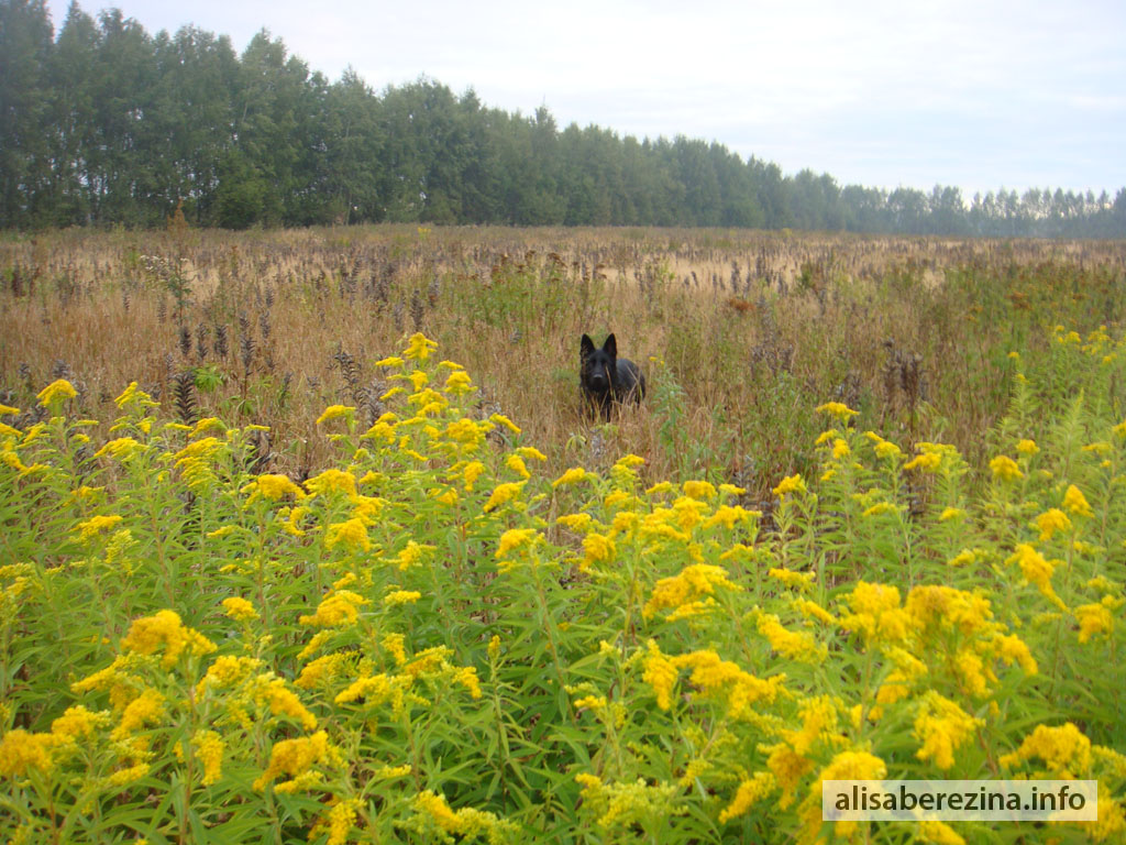 Цезарь в золотарнике 5.09.2022 Caesar in Goldenrod