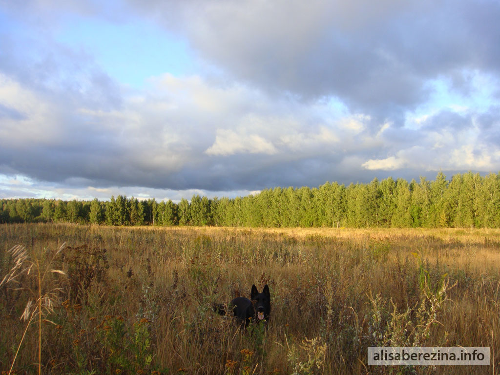 Цезарь в солнечном поле. Утро 6:17 1.09.2022 Caesar in the Sunlit Field. Morning