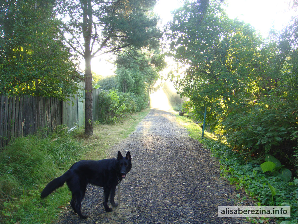 Цезарь на солнечной улице. Утро 6:27 3.09.2022 Caesar on the Sunlit Street. Morning