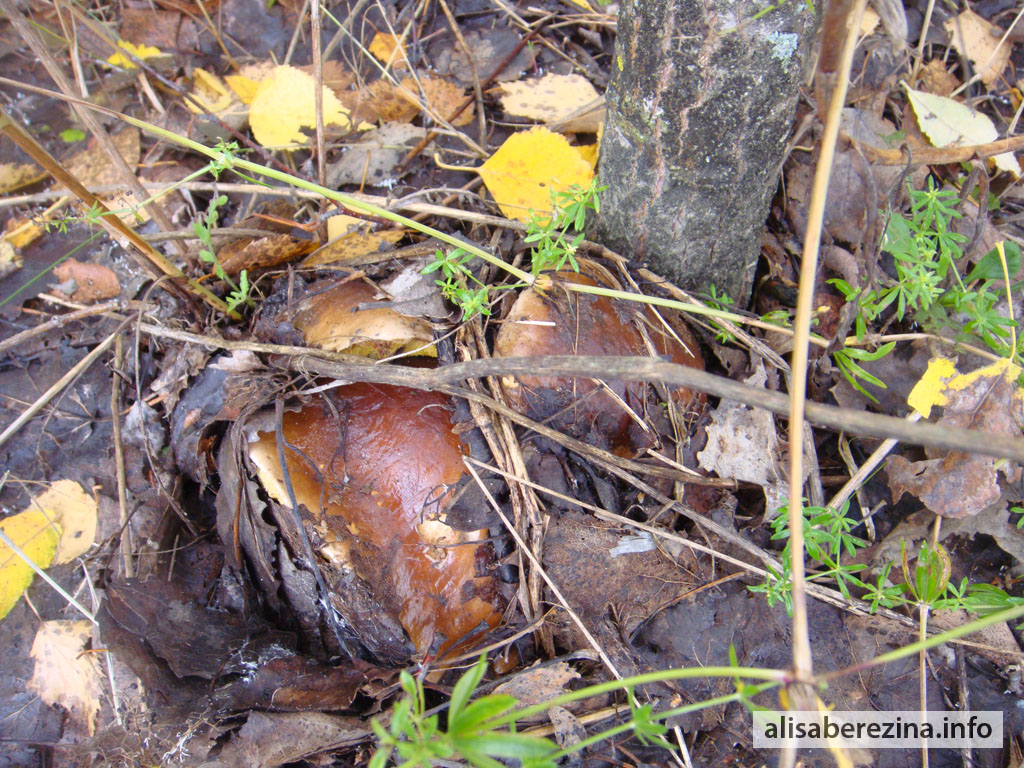 Белые грибы — эти три, к сожалению, переросли 27.09.2022 Porcini Mushrooms — These Three, Alas, Have Outgrown