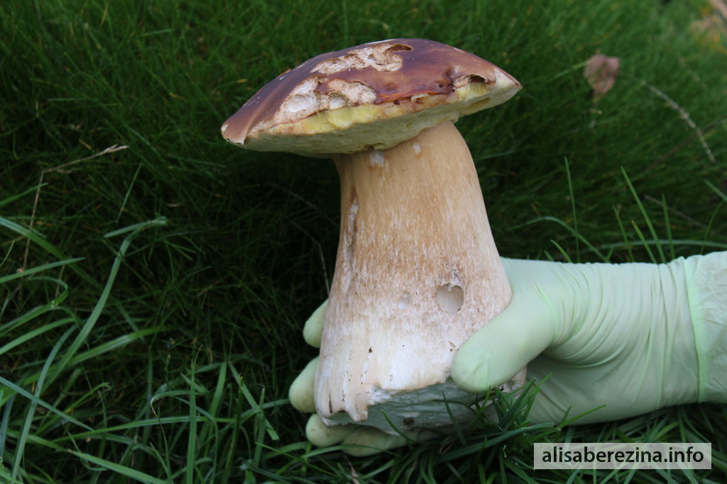 Белый гриб с очень толстой ножкой  7.10.2022 Porcini Mushroom with a very thick stipe