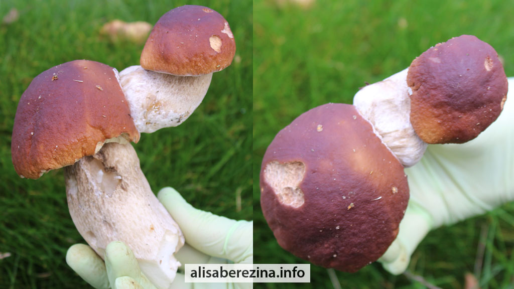 Чудесные белые грибы в двух ракурсах Wonderful Porcini Mushrooms in Two Angles