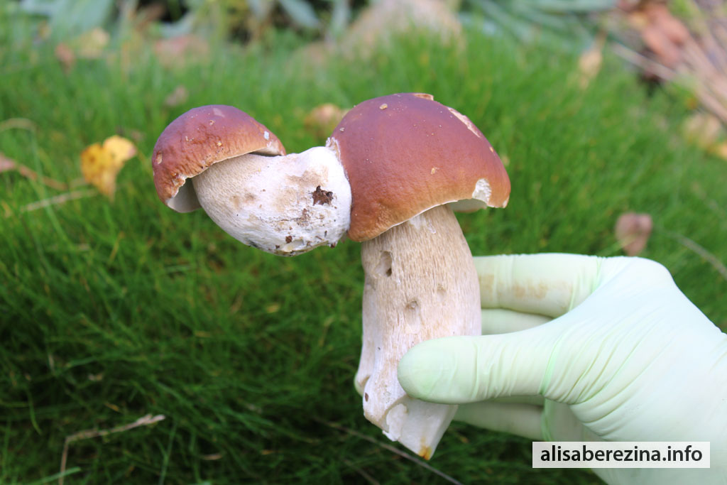 Чудо природы – один белый гриб вырос из шляпки другого белого гриба. A Miracle of Nature – One Porcini Mushroom Grew Out of the Cap of Another Porcini Mushroom.