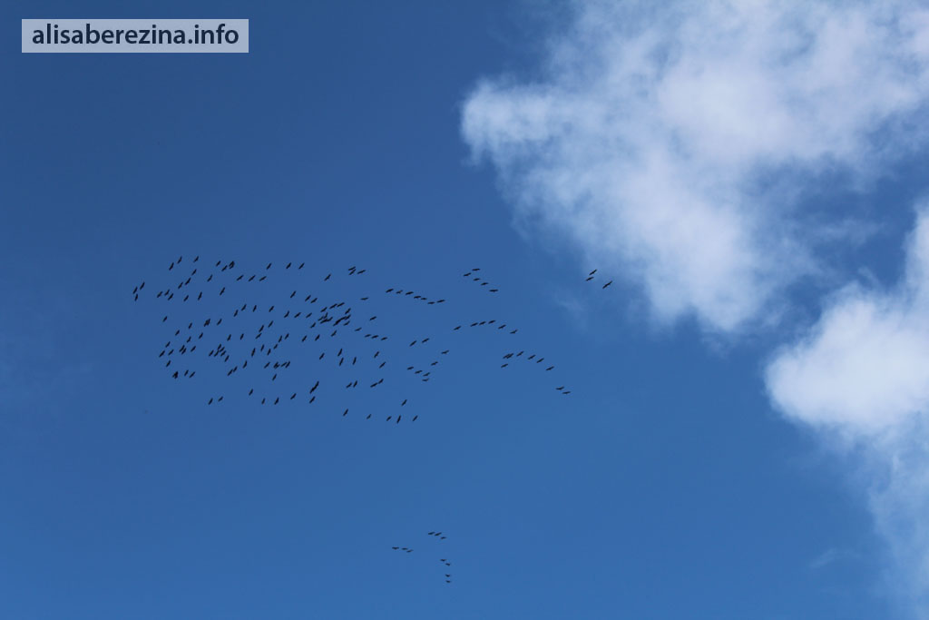 Чёрные журавли 7.10.2022 Hooded Cranes