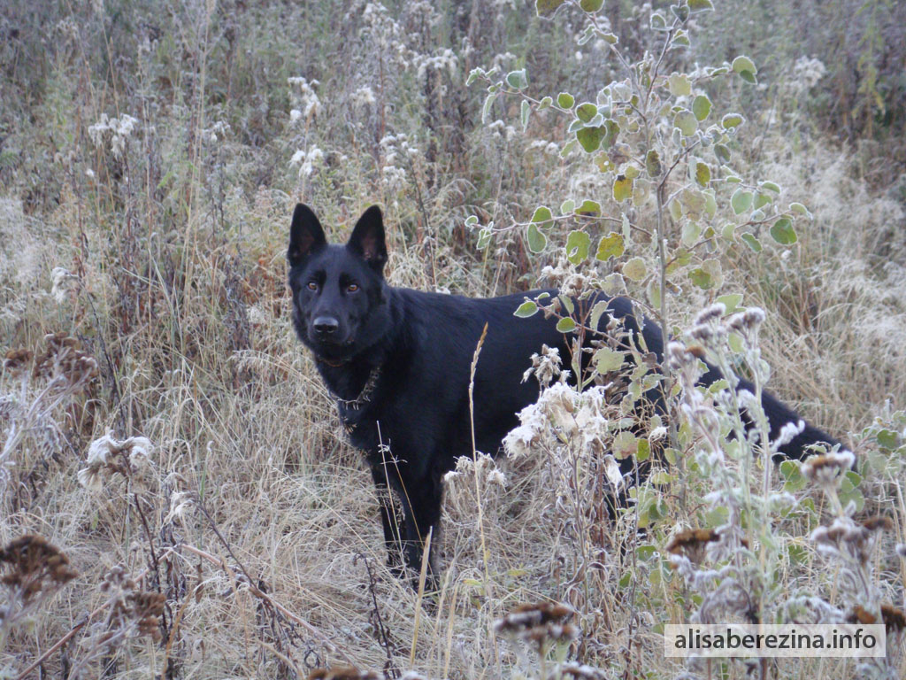 Цезарь в морозном поле 10.09.2022 Caesar in the Frosty Field