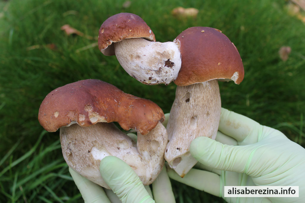 Двойные белые грибы Double Porcini Mushrooms