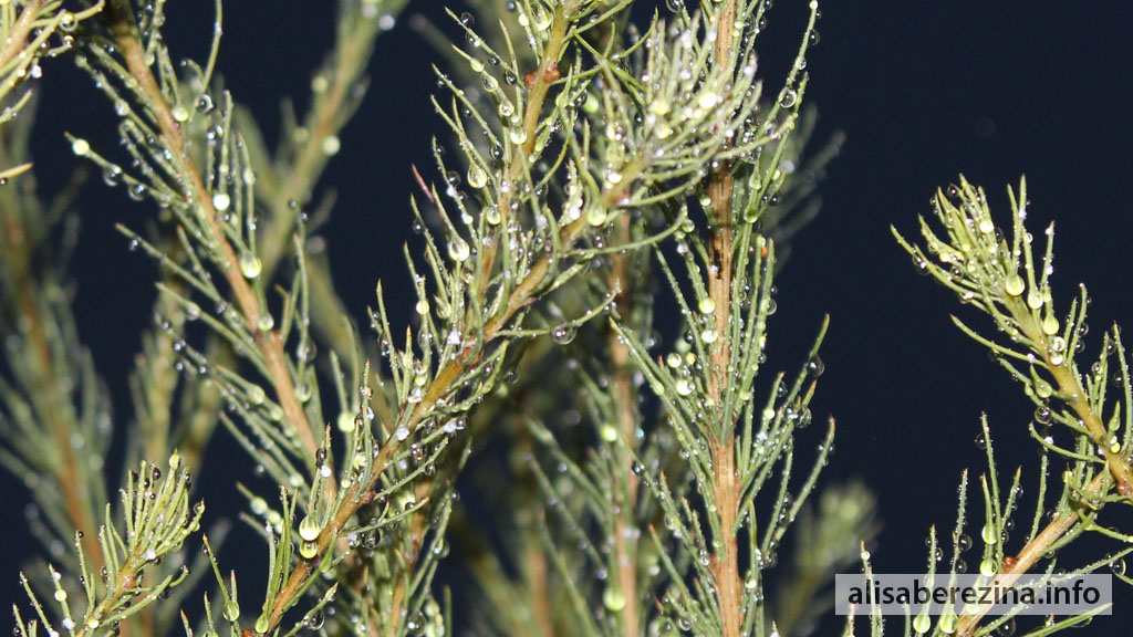 Капли дождя на иголках лиственницы Raindrops on the Larch Needles