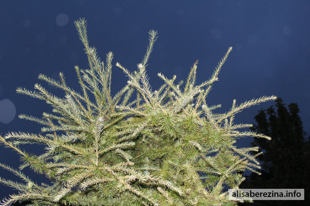 Лиственница с каплями дождя 18.09.2022 A Larch with Raindrops