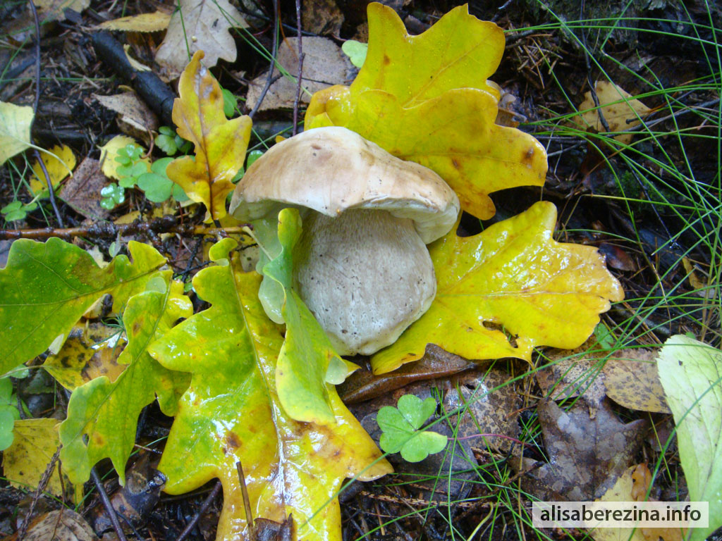 Первый белый гриб 26.09.2022 The First Porcini Mushroom