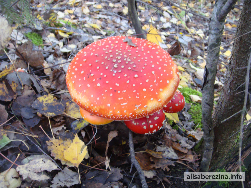 Семья мухоморов 7.10.2022 A  Family of Fly Agarics