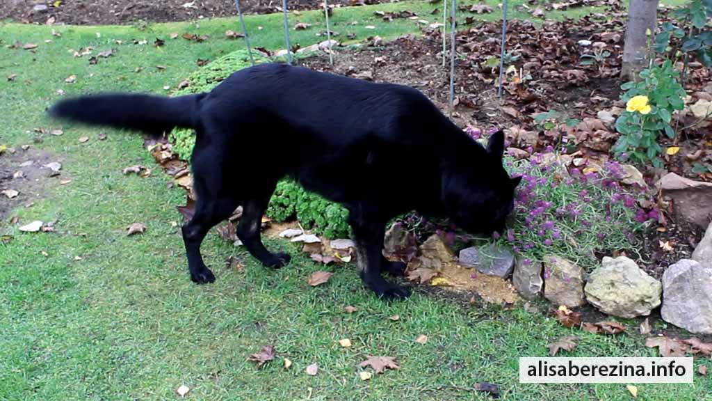 Цезарь ищет ключи в саду 2022 Caesar is searching keys in the garden