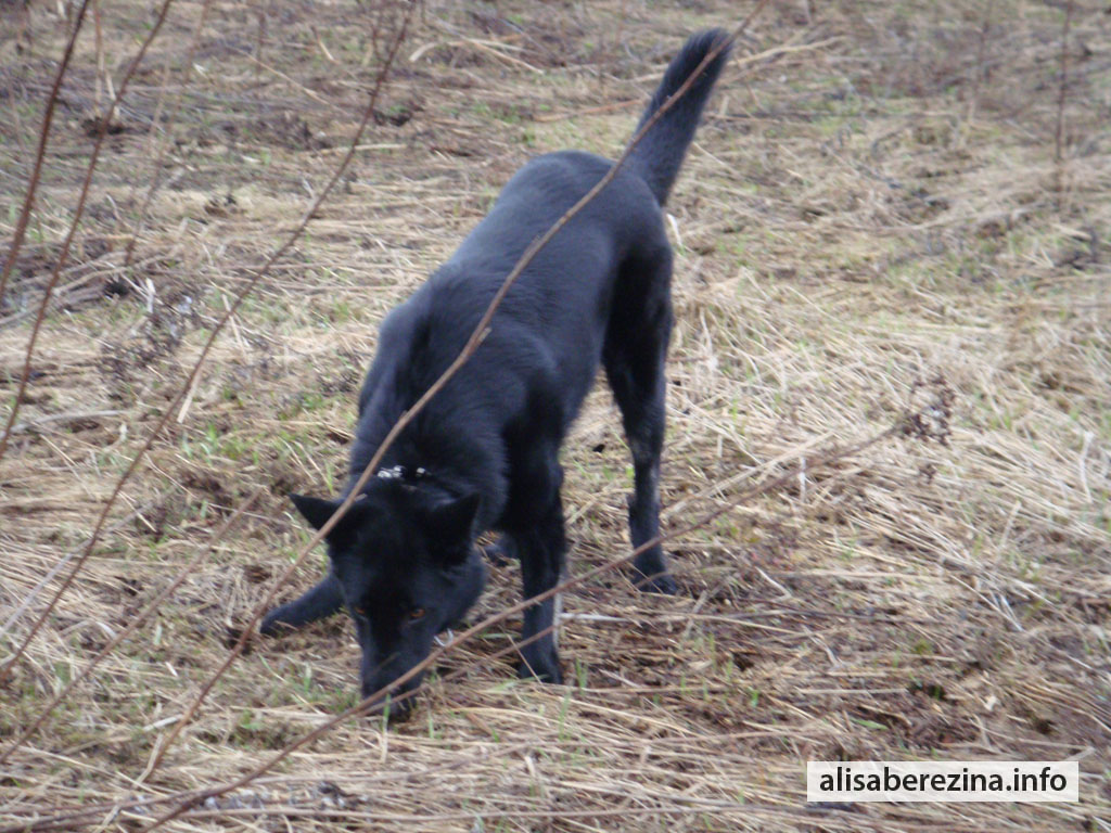 Собака Цезарь ищет мышку The Dog Caesar Is Looking for a Mouse