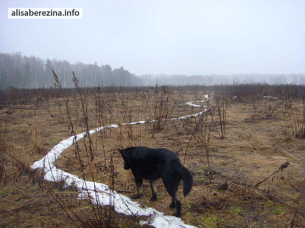 Снег в поле растаял почти везде, кроме Цезариной тропы. 26.03.2023 The snow in the field has melted almost everywhere except Caesar's path.