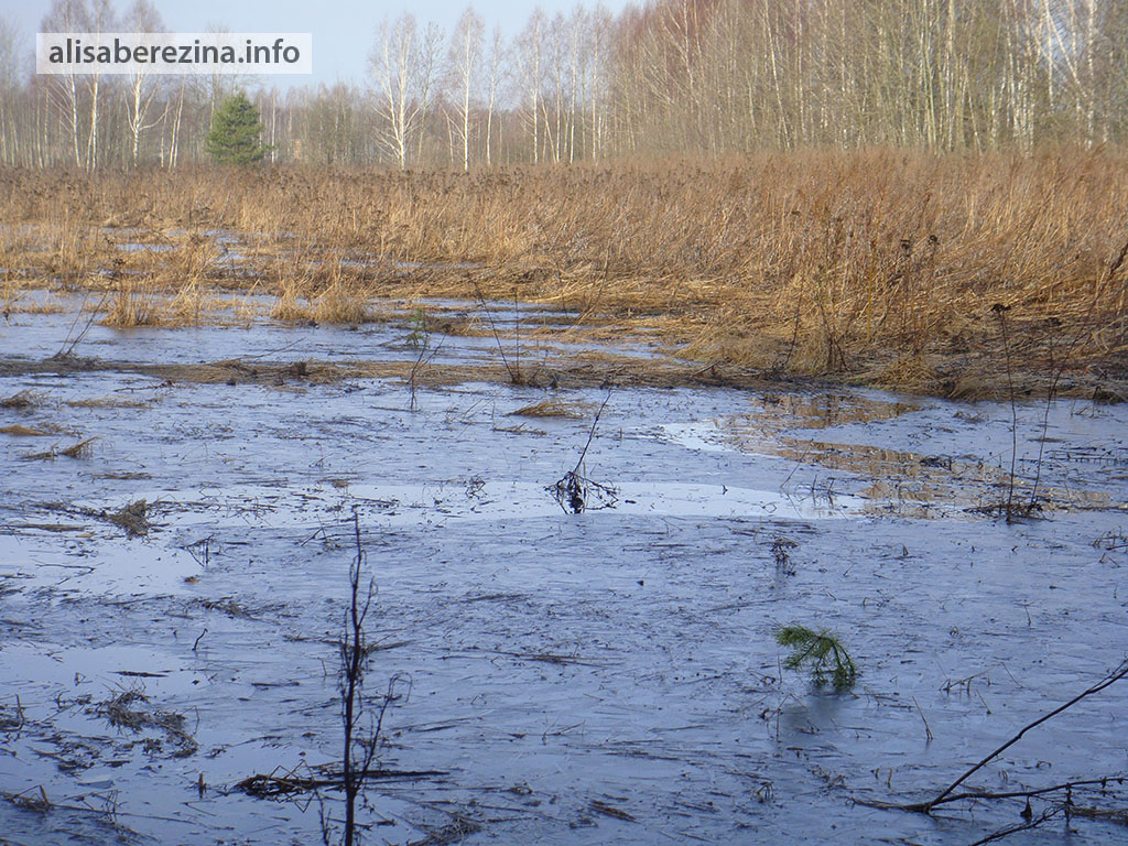 Вот такая теперь водяная Цезариная тропа. 28.03.2023 This is now the water Caesar's path.