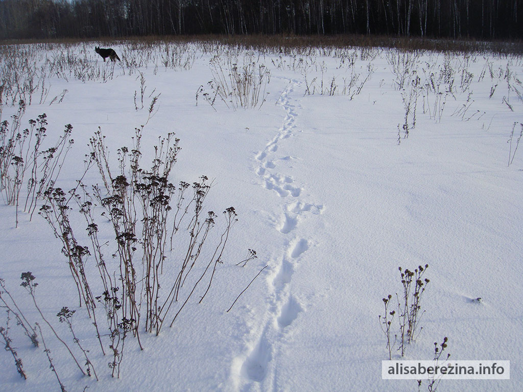 Собачий нос чует невидимую глазу тропу. 9.03.2023 The dog's nose senses the path invisible to the eye.