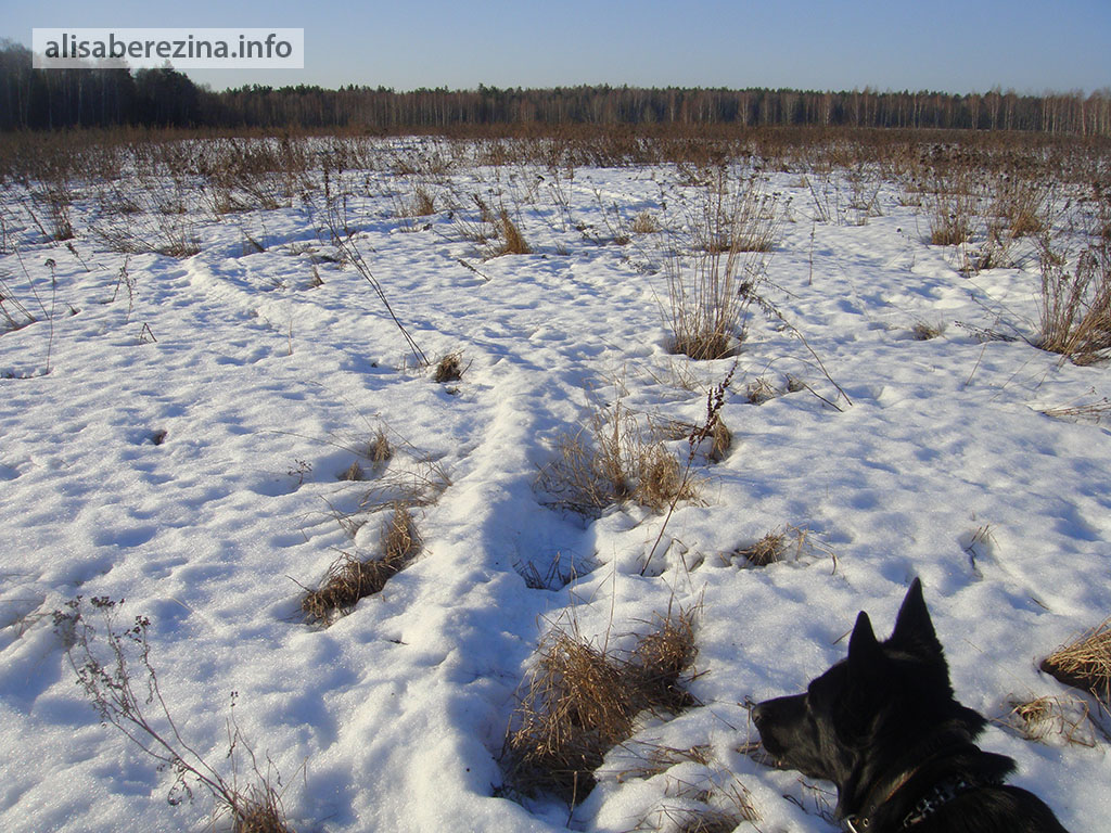 Снег тает, оседает, Цезариная тропа стала выпуклой. 23.03.2023 The snow melts, settles, Caesar's path has become convex.