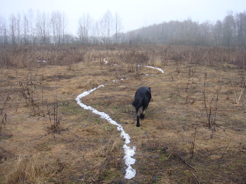 Снежная Цезариная тропа исчезает последней. 27.03.2023 The snow Caesar’s path disappears last.