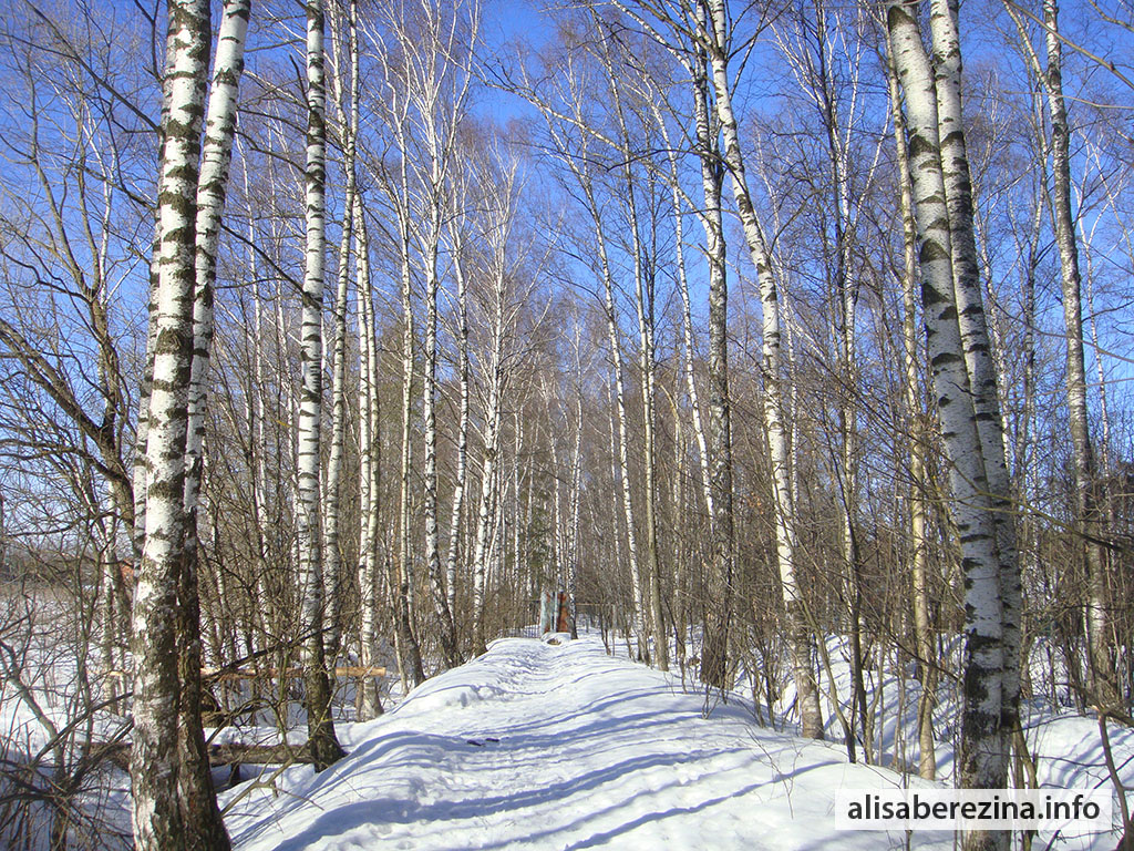 Наша снежная улица: снежная улица с берёзами 18.03.2023 Our Snowy Street: snowy street with birches