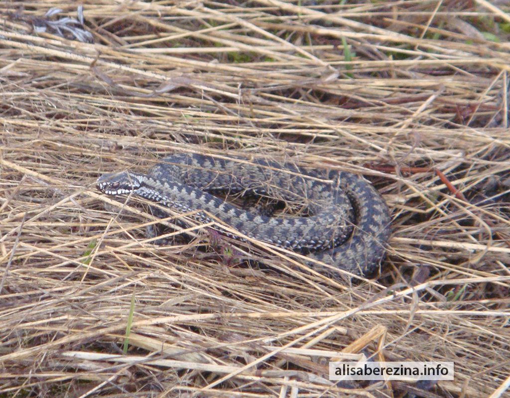 Гадюка рановато проснулась 4.04.202 A Viper Has Woken Up Early