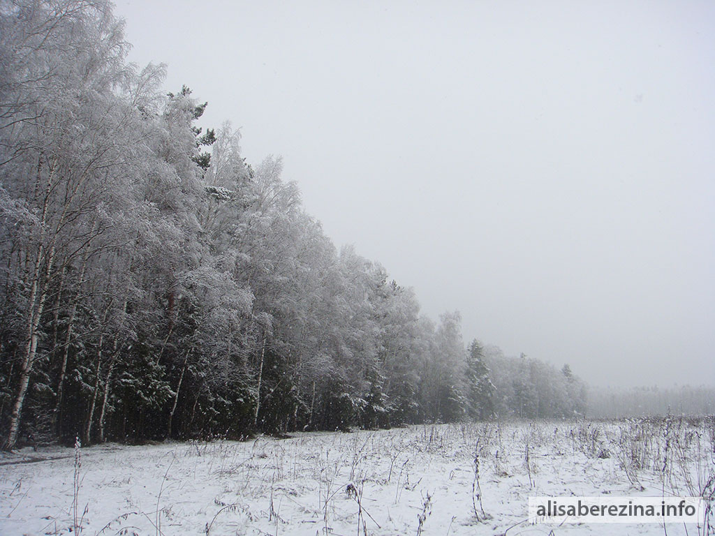 Наши заснеженные деревья 7:58 1.04.2023 Our Snow-covered Trees