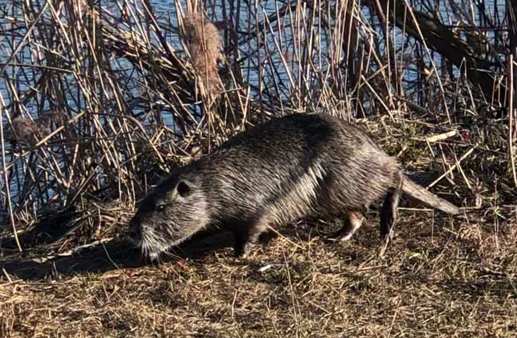 Самец нутрии 6.04.2023 Male nutria