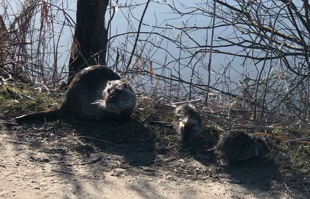 Мама-нутрия с детьми 6.04.2023 Mother nutria with kids