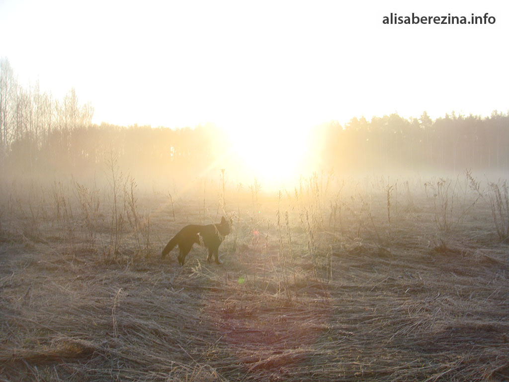 Восход 6:32 5.04.2023 Sunrise
Солнце ярко осветило поле. The sun shone brightly on the field.