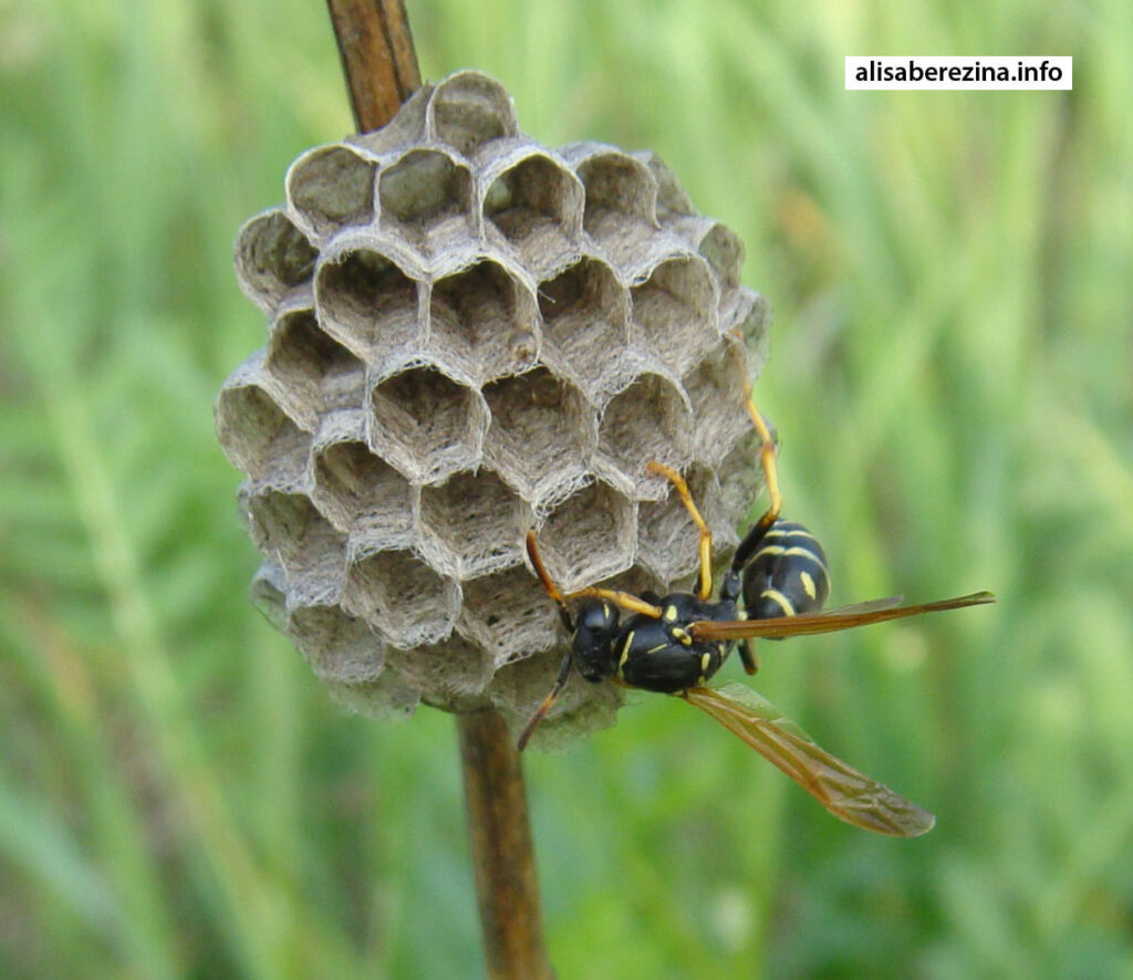 Домик и оса крупным планом. Little house and wasp close-up.