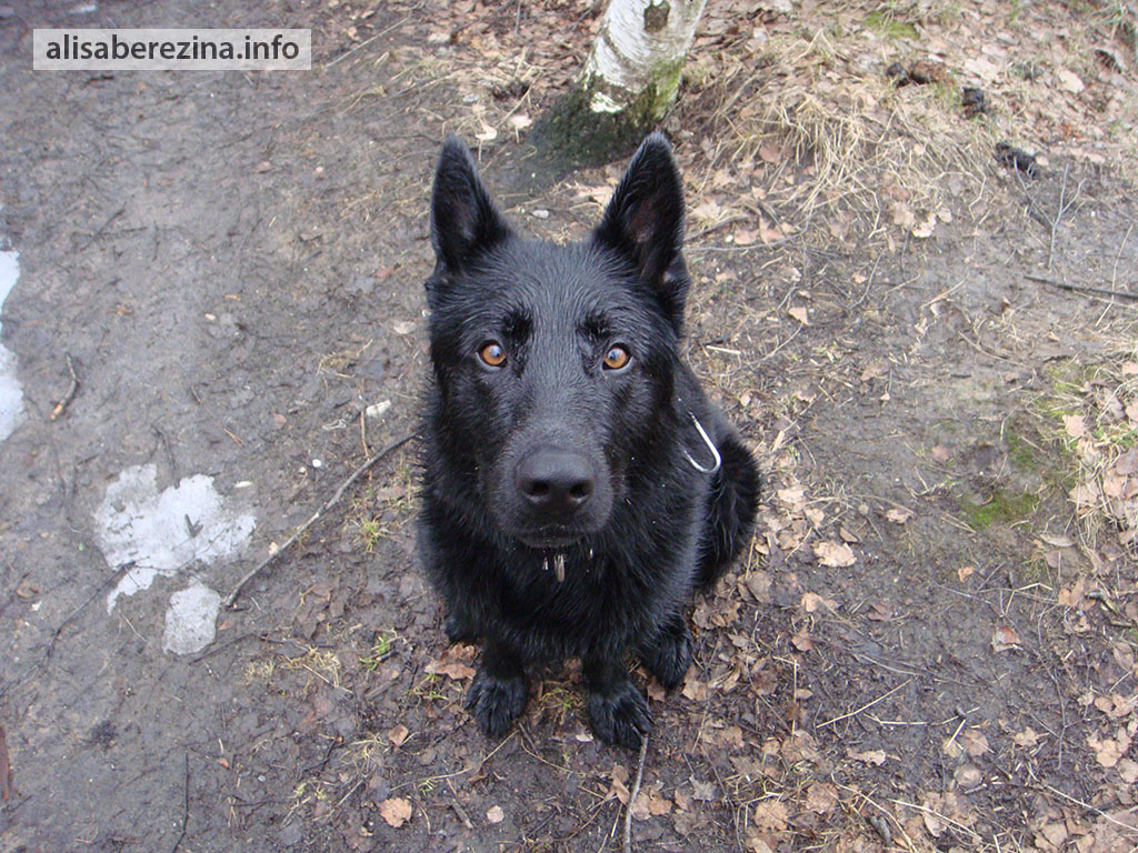 Собака Цезарь накупался. The dog Caesar has bathed enough.