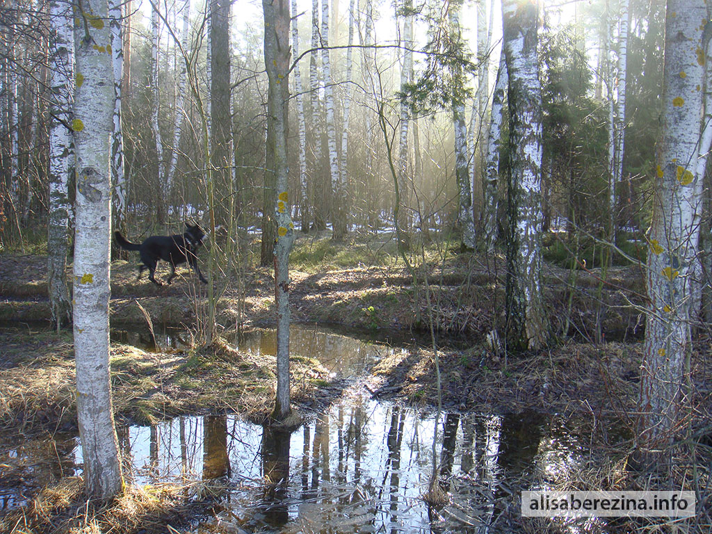 Половодье в берёзовой роще. High water in the birch grove.