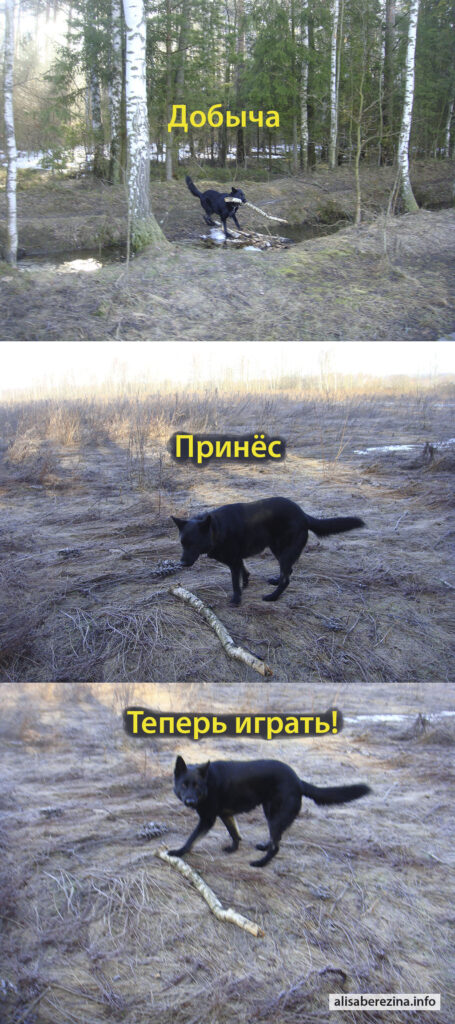 Пёс Цезарь добыл бревно, принёс в поле и приглашает играть. The dog Caesar has got a log, brought it to the field and invites to play.