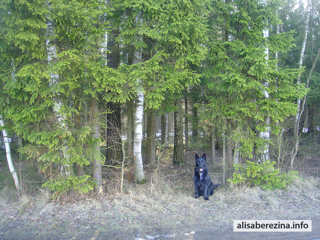 Собака Цезарь сидит в арке из елей. The dog Caesar is sitting in an arch of fir trees.