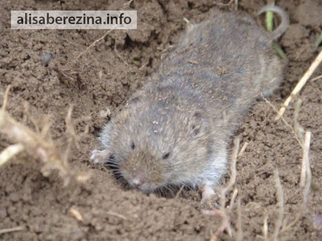 Полевая мышь крупным планом. The field mouse close-up.