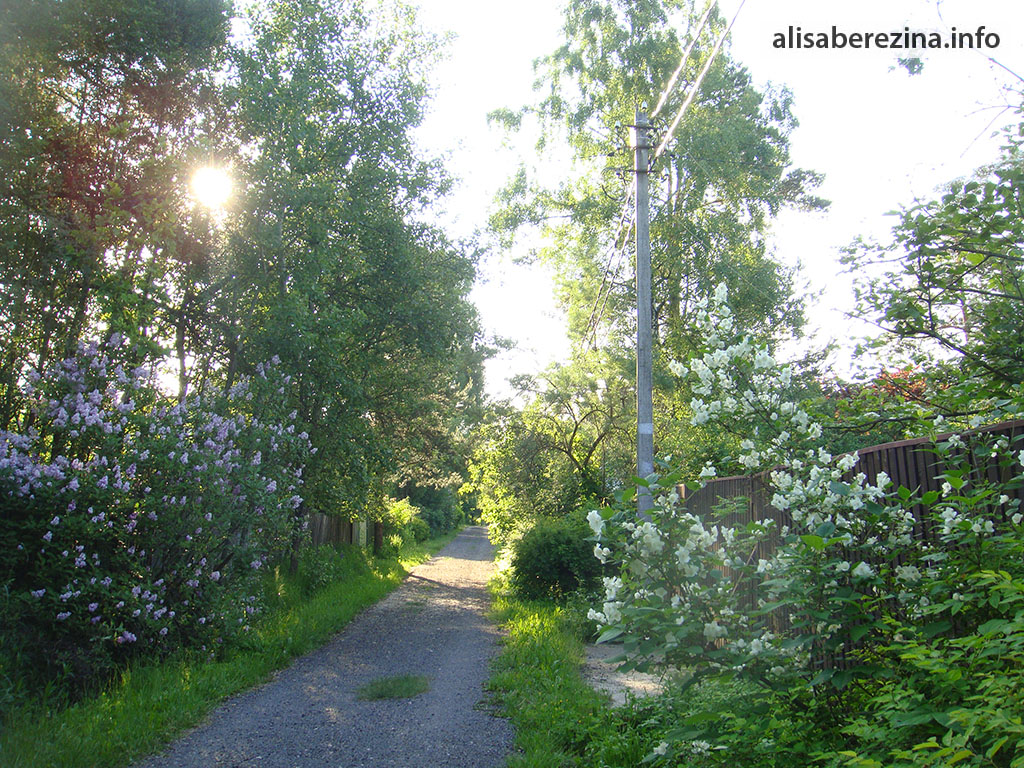 Улица с кустом сирени 6:04 11.06.2023 Street with a Lilac Bush