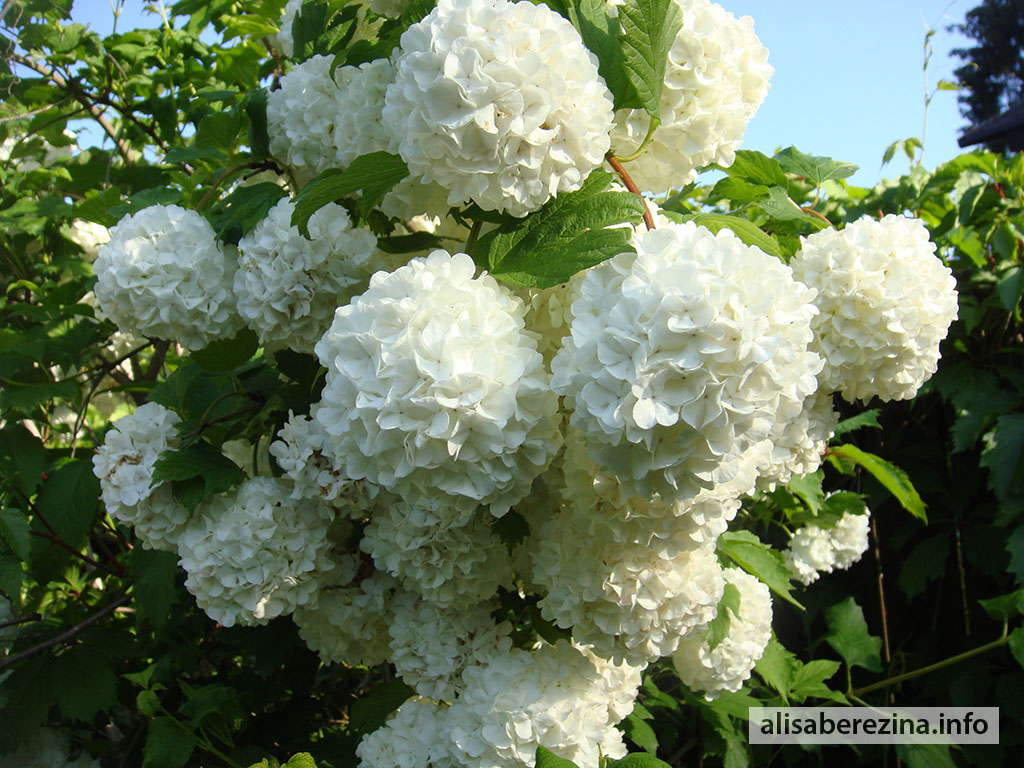 Снежные шары соцветий Vibúrnum ópulus 'Roseum' Snow Globes of Inflorescences