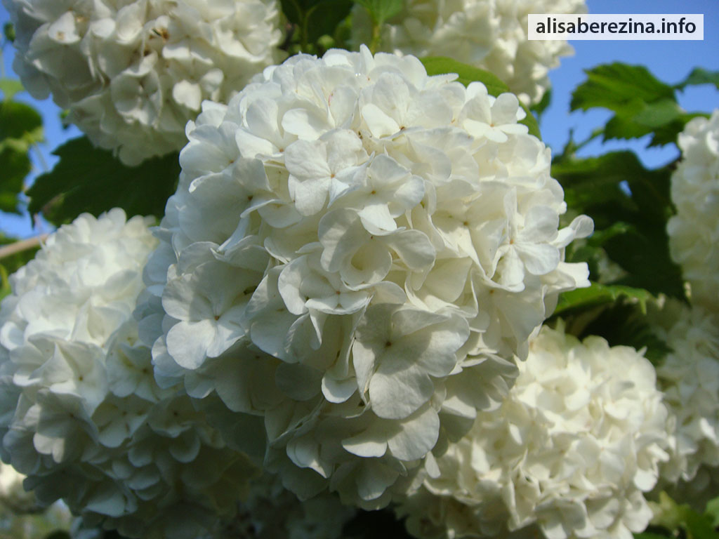 Соцветие калины Бульдене́ж Roseum крупным планом An inflorescence of Vibúrnum ópulus Roseum close-up