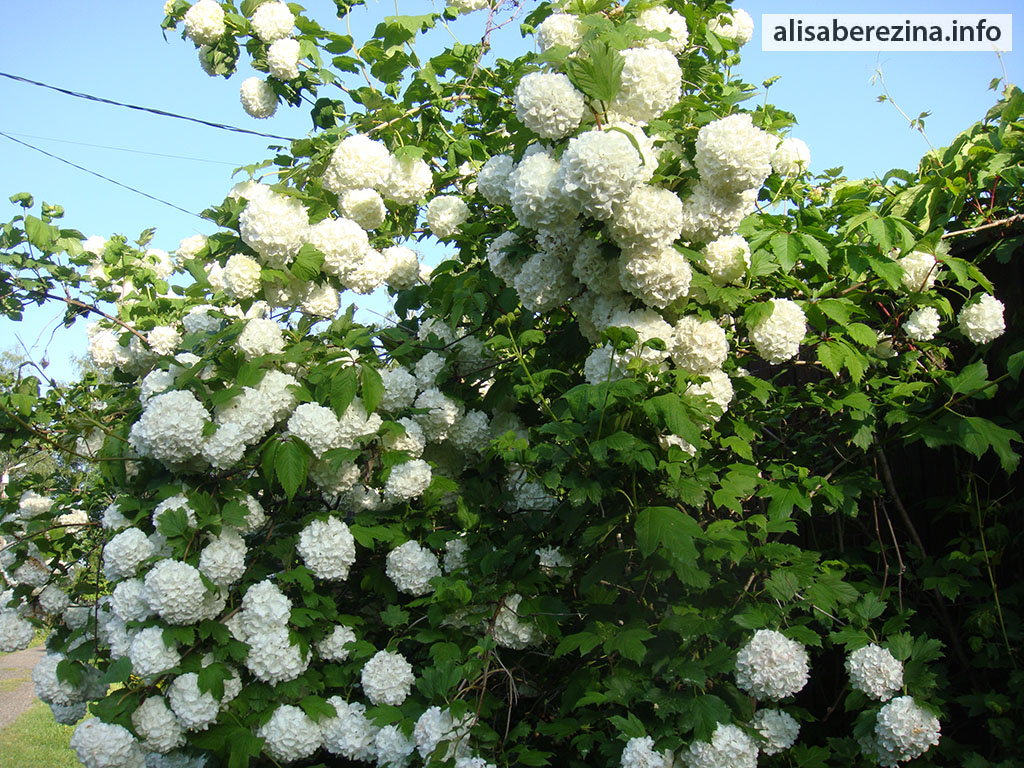 Цветущая калина Снежный шар 7.06.2023 Blooming Vibúrnum ópulus Roseum (Snow Globe)