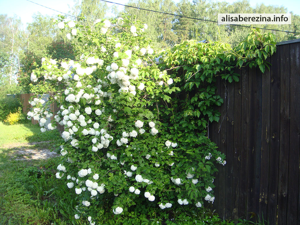 Чудесный цветущий куст Vibúrnum ópulus 'Roseum' wonderful flowering bush