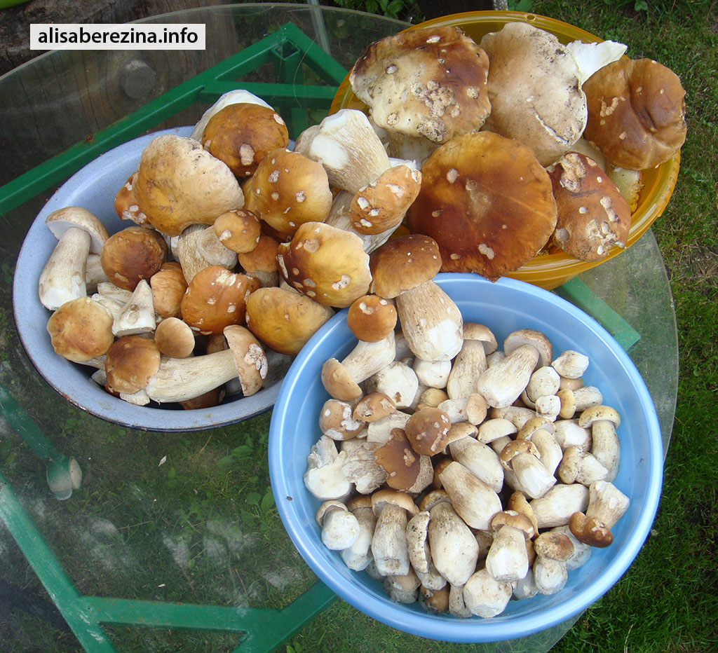 Мы нашли 159 белых грибов за три часа.
27.07.2023
We found 159 porcini mushrooms in three hours.

