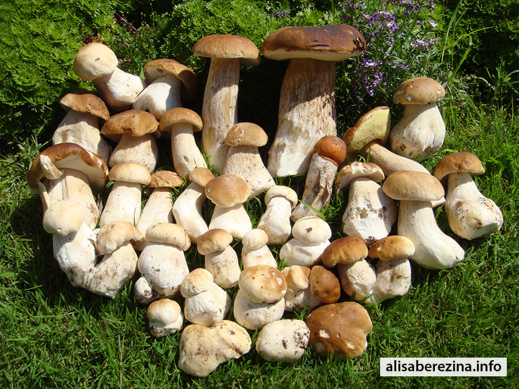 36 белых грибов и подосиновик 17.07.2023 36 porcini mushrooms and an aspen mushroom