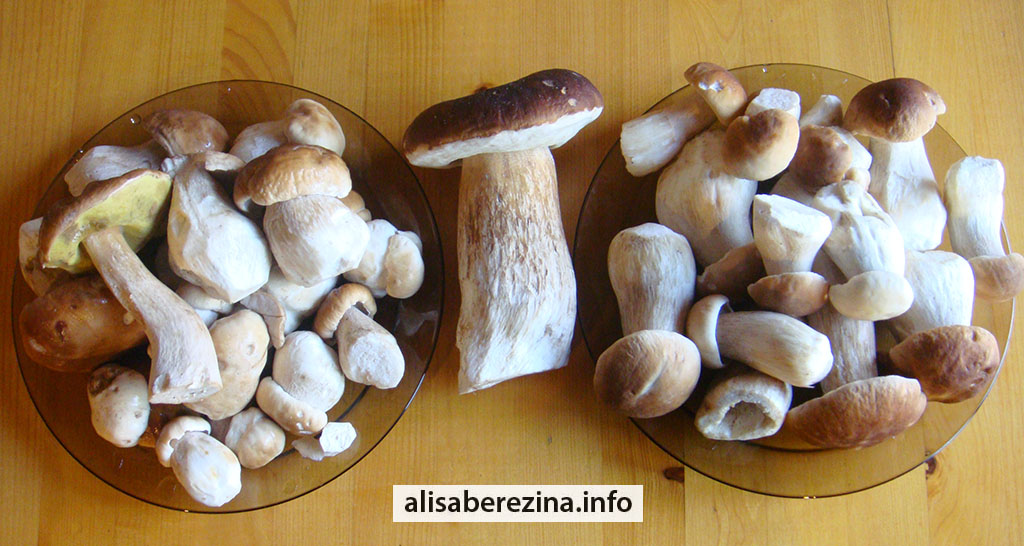 Белые грибы 17.07.2023 Porcini mushrooms