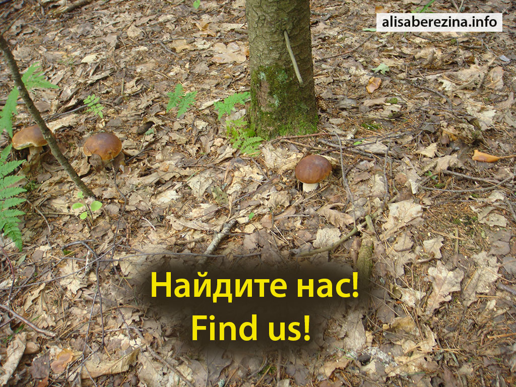 Эти белые грибы не прячутся! 24.07.2023 These porcini mushrooms don't hide! Найдите нас! Четыре белых гриба. Find us! Four porcini mushrooms.