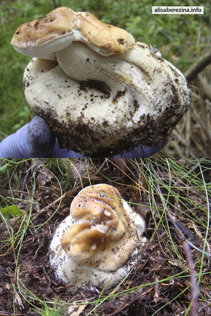 Белый гриб свернулся, как змейка. 24.07.2023 This white mushroom curled up like a snake.