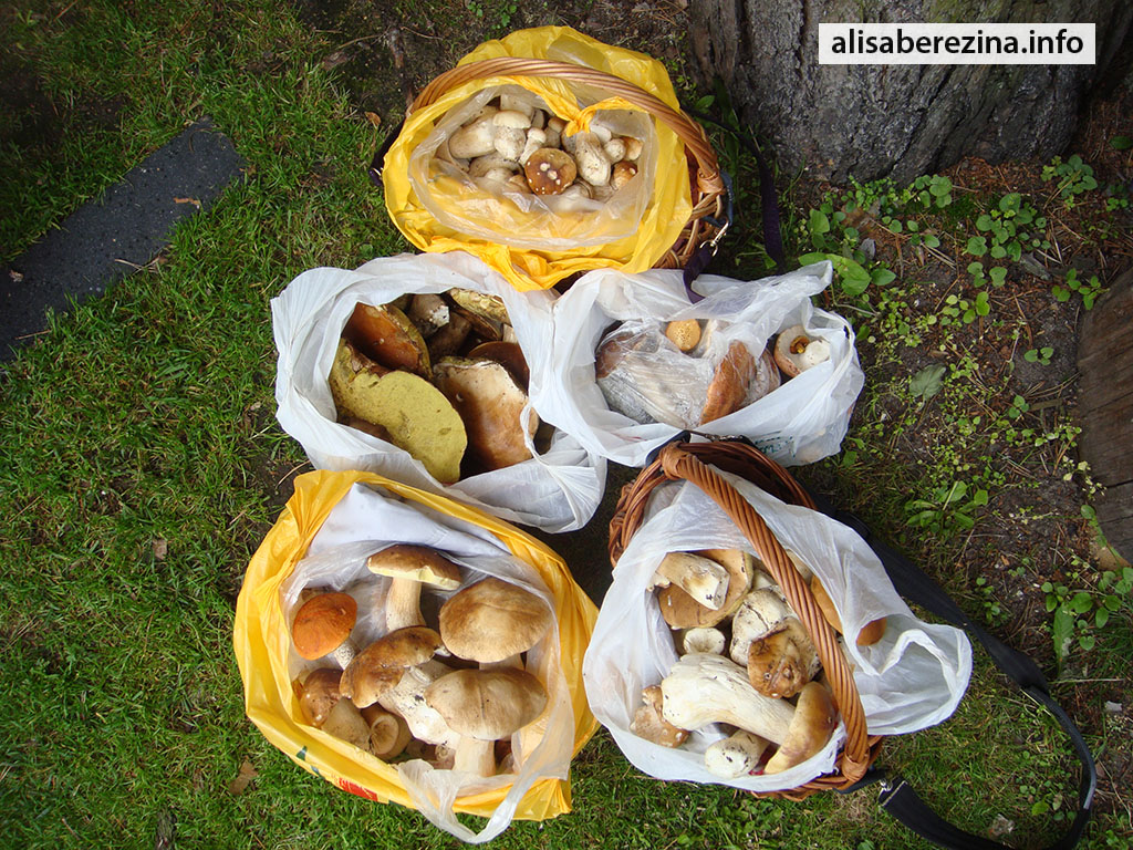 Две корзины и три пакета полные белых грибов 24.07.2023 Two baskets and three bags full of porcini mushrooms