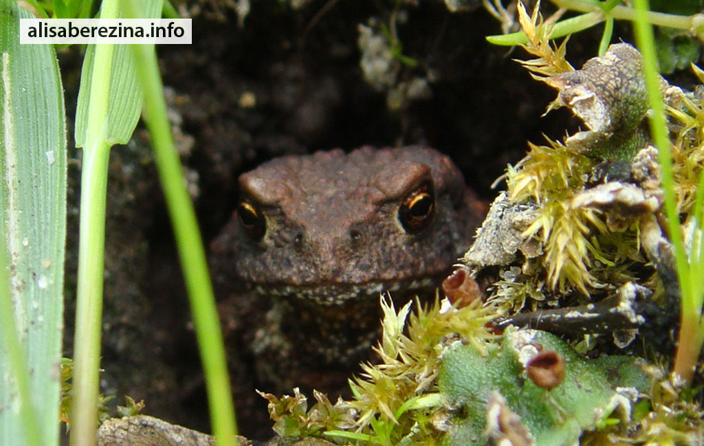 Жабёнок крупным планом. The Little toad close-up