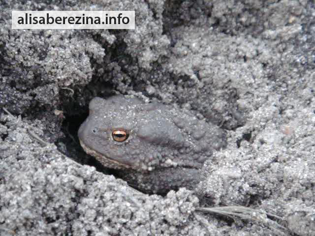 Земляная жаба крупным планом The toad close-up