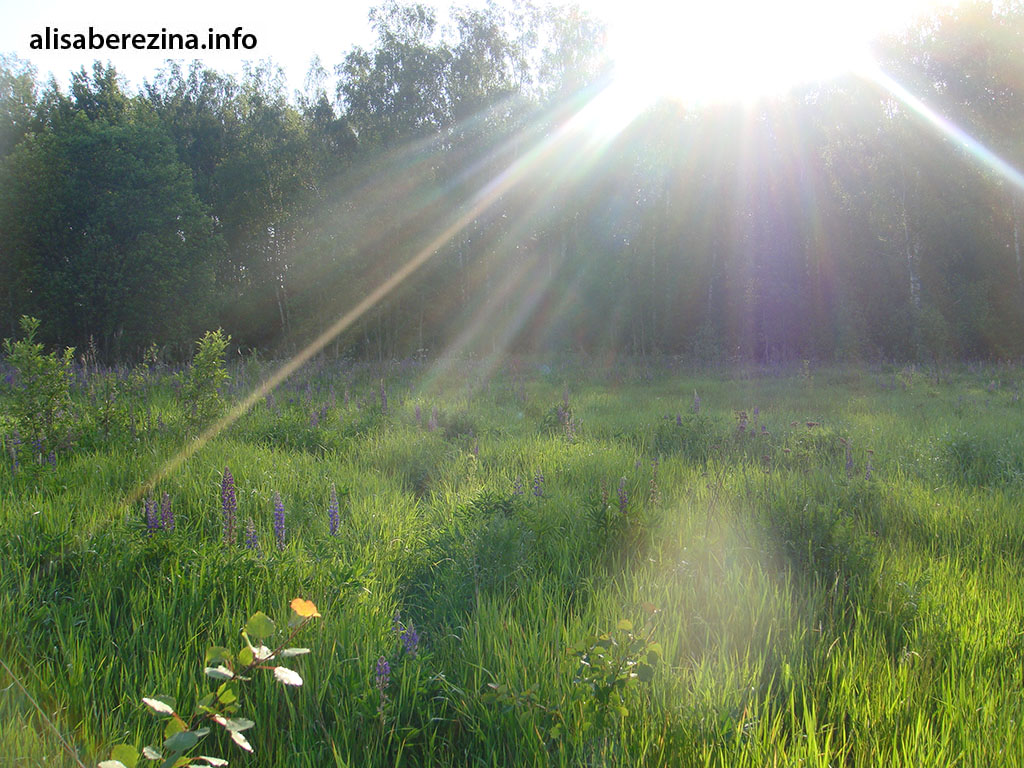 Наше солнечное июньское утро в поле 6:22 16.06.2023 Our Sunny June Morning in the Field