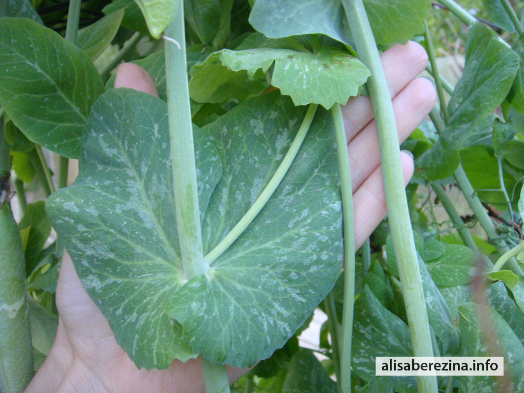 Огромные листья гороха. Huge pea leaves.